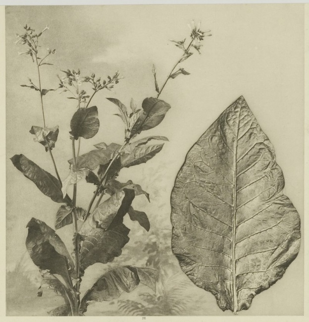 Rostlina tabáku a tabákový list z plantáží Deli na Sumatře, 1905. Rostlina tabáku a tabákový list z plantáží Deli na Sumatře, 1905.