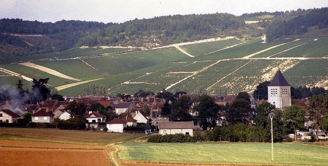 Vinice v oblasti francouzského Champagne.